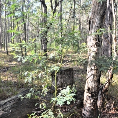 Acacia irrorata (Green Wattle) at Mundamia, NSW - 24 Apr 2023 by plants