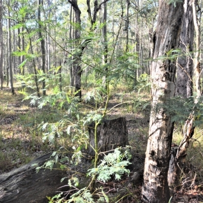 Acacia irrorata (Green Wattle) at Mundamia, NSW - 23 Apr 2023 by plants