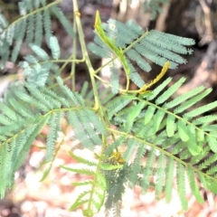 Acacia irrorata at Mundamia, NSW - 24 Apr 2023 12:16 AM