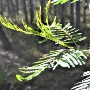 Acacia irrorata at Mundamia, NSW - 24 Apr 2023