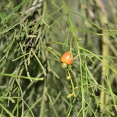 Exocarpos cupressiformis (Cherry Ballart) at Mundamia, NSW - 23 Apr 2023 by plants