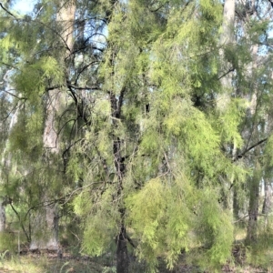 Exocarpos cupressiformis at Mundamia, NSW - 24 Apr 2023