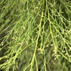 Exocarpos cupressiformis at Mundamia, NSW - 24 Apr 2023 12:28 AM