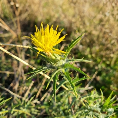 Carthamus lanatus (Saffron Thistle) at Isaacs, ACT - 24 Apr 2023 by Mike