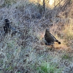 Corcorax melanorhamphos (White-winged Chough) at Isaacs Ridge and Nearby - 24 Apr 2023 by Mike