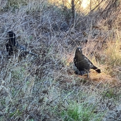 Corcorax melanorhamphos (White-winged Chough) at Isaacs Ridge and Nearby - 24 Apr 2023 by Mike