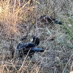 Corcorax melanorhamphos at Jerrabomberra, ACT - 24 Apr 2023 04:00 PM