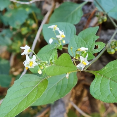 Solanum nigrum (Black Nightshade) at Isaacs Ridge and Nearby - 24 Apr 2023 by Mike