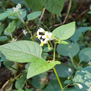 Solanum nigrum at Isaacs, ACT - 24 Apr 2023