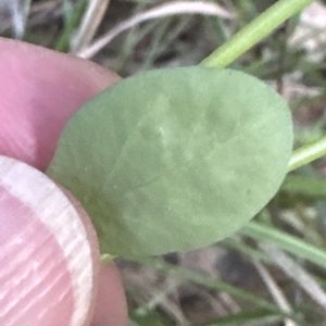 Euphorbia peplus at Aranda, ACT - 24 Apr 2023 04:50 PM