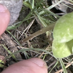 Euphorbia peplus at Aranda, ACT - 24 Apr 2023