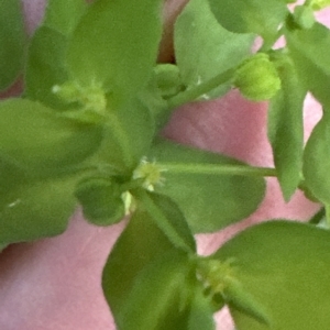 Euphorbia peplus at Aranda, ACT - 24 Apr 2023