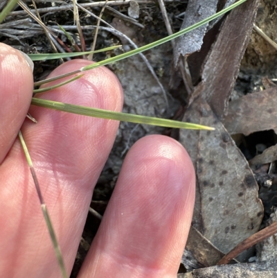 Aristida ramosa (Purple Wire Grass) at Cook, ACT - 24 Apr 2023 by lbradley