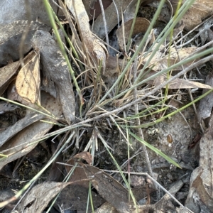 Aristida ramosa at Cook, ACT - 24 Apr 2023