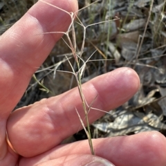 Aristida ramosa at Cook, ACT - 24 Apr 2023