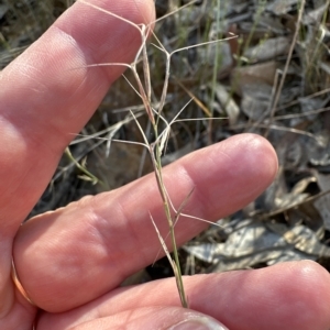 Aristida ramosa at Cook, ACT - 24 Apr 2023