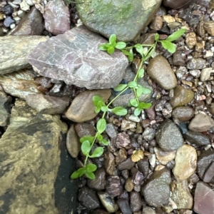 Callitriche stagnalis at Aranda, ACT - 24 Apr 2023