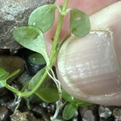 Callitriche stagnalis at Aranda, ACT - 24 Apr 2023