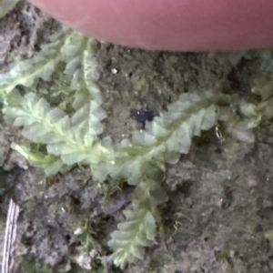 Lethocolea pansa at Aranda, ACT - 24 Apr 2023