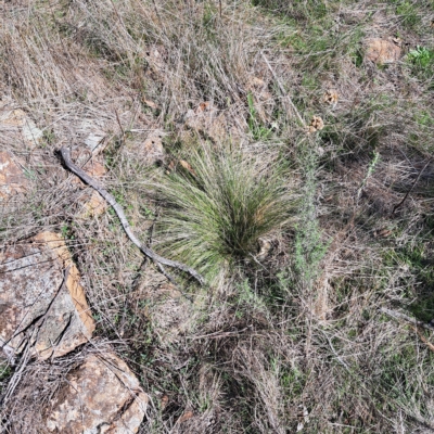 Nassella trichotoma (Serrated Tussock) at Mount Majura - 24 Apr 2023 by abread111