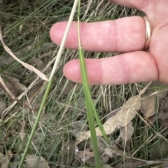 Echinopogon ovatus (Forest Hedgehog Grass) at Aranda Bushland - 24 Apr 2023 by lbradley