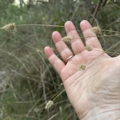 Echinopogon ovatus at Aranda, ACT - 24 Apr 2023