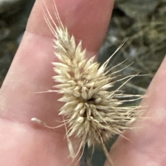 Echinopogon ovatus at Aranda, ACT - 24 Apr 2023 05:25 PM