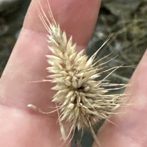 Echinopogon ovatus at Aranda, ACT - 24 Apr 2023