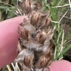 Prunella vulgaris at Aranda, ACT - 24 Apr 2023