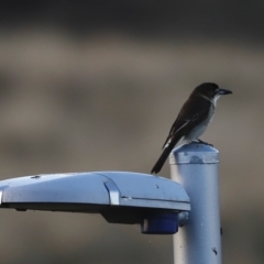 Cracticus torquatus (Grey Butcherbird) at Coombs, ACT - 24 Apr 2023 by JimL