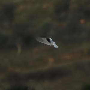 Elanus axillaris at Coombs, ACT - 24 Apr 2023 05:20 PM