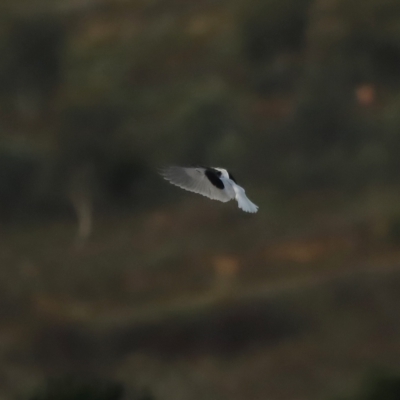 Elanus axillaris (Black-shouldered Kite) at Coombs, ACT - 24 Apr 2023 by JimL