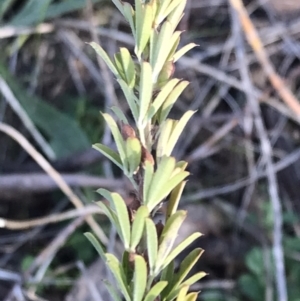 Lespedeza juncea subsp. sericea at Googong, NSW - 24 Apr 2023 03:31 PM