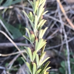 Lespedeza juncea subsp. sericea (Chinese Lespedeza) at Googong, NSW - 24 Apr 2023 by rainer