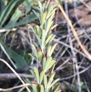 Lespedeza juncea subsp. sericea at Googong, NSW - 24 Apr 2023