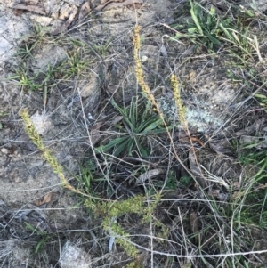 Lespedeza juncea subsp. sericea at Googong, NSW - 24 Apr 2023 03:31 PM