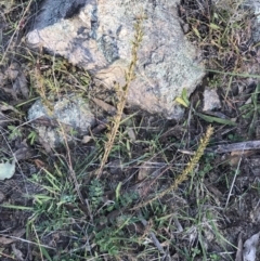 Lespedeza juncea subsp. sericea at Googong, NSW - 24 Apr 2023 03:31 PM