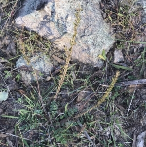 Lespedeza juncea subsp. sericea at Googong, NSW - 24 Apr 2023 03:31 PM