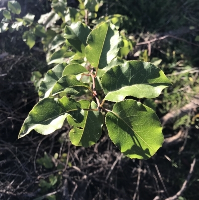 Pyrus sp. (An Ornamental Pear) at QPRC LGA - 24 Apr 2023 by rainer