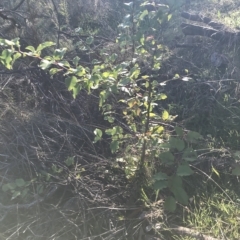 Pyrus sp. at Jerrabomberra, NSW - 24 Apr 2023 08:46 PM