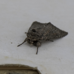 Dasygaster padockina (Tasmanian Cutworm) at Higgins, ACT - 2 Apr 2023 by Untidy