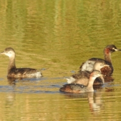 Tachybaptus novaehollandiae (Australasian Grebe) at Lions Youth Haven - Westwood Farm A.C.T. - 24 Apr 2023 by HelenCross