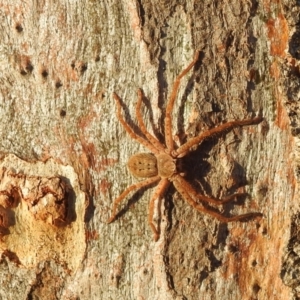 Sparassidae (family) at Kambah, ACT - 24 Apr 2023 04:46 PM