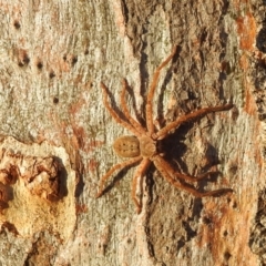 Sparassidae (family) (A Huntsman Spider) at Lions Youth Haven - Westwood Farm - 24 Apr 2023 by HelenCross