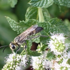 Sphex sp. (genus) (Unidentified Sphex digger wasp) at Murrumbateman, NSW - 8 Mar 2023 by SimoneC