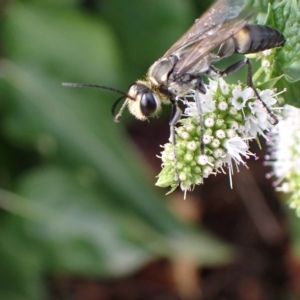 Sphex sp. (genus) at Murrumbateman, NSW - 8 Mar 2023