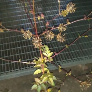 Bidens pilosa at Gordon, ACT - 24 Apr 2023