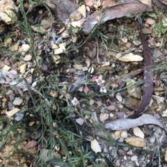 Unidentified Snake at Captains Flat, NSW - 23 Apr 2023 by Handke6