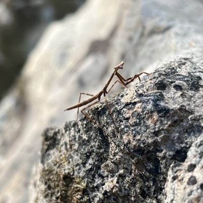 Unidentified Praying mantis (Mantodea) at Burrinjuck, NSW - 23 Apr 2023 by Sonya_Duus