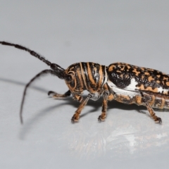 Rhytiphora collaris (Longhorn beetle) at Wellington Point, QLD by TimL